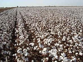 國際棉價再創新低 新疆棉供給趨緊
